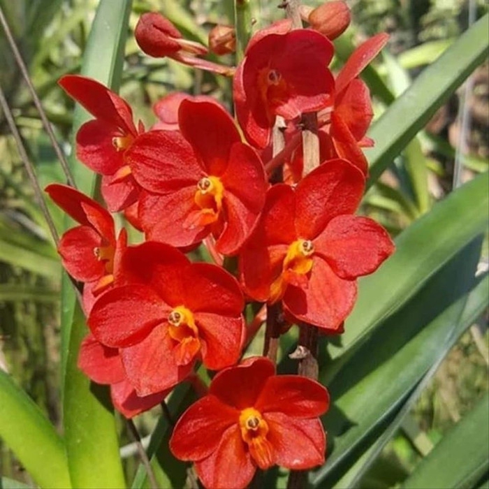 Tanaman hias bunga  anggrek  Vanda  ascda artrhon size 