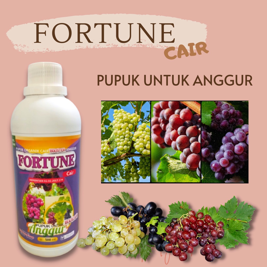 Pupuk Anggur Cepat Berbuah, Pupuk Anggur Masa Generatif, PUPUK FORTUNE CAIR untuk anggur