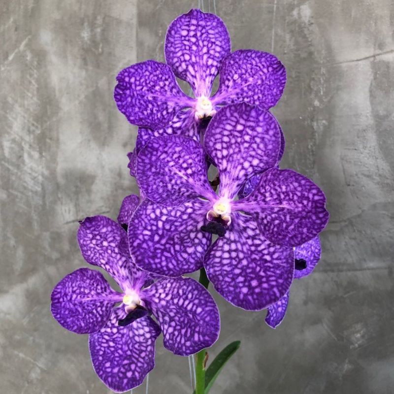 

Vanda pakchong blue