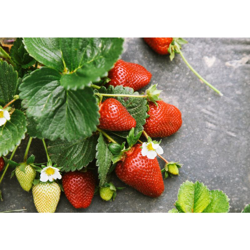 bibit strawberry australia jumbo