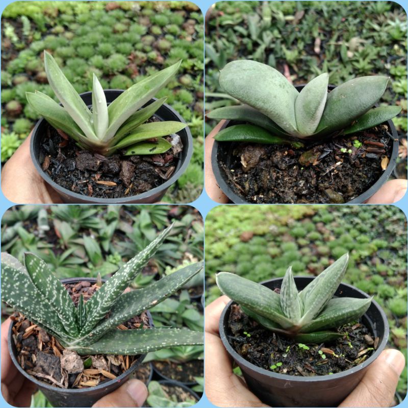 kaktus sukulen// paket gasteria 4pcs