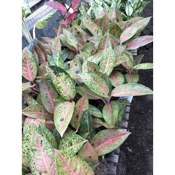 Aglaonema Big Roy
