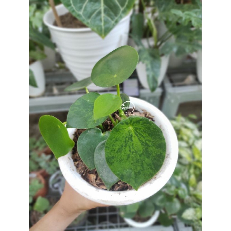 Peperomia Rain Drop Variegata / Peperomia Raindrop