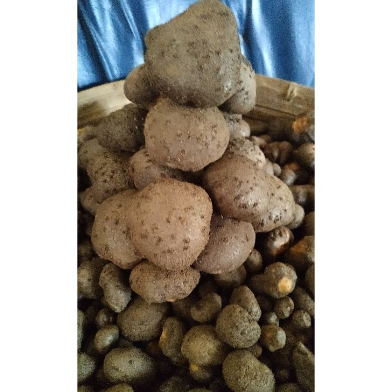 bibit katak porang 1 kg siap tanam asli dorman