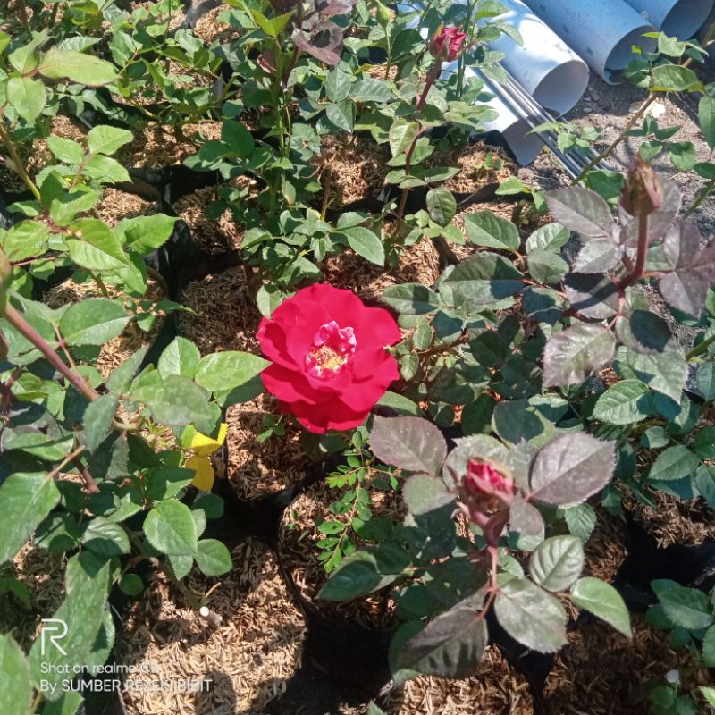 bibit bunga mawar merah