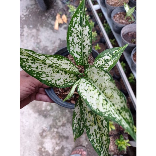 Aglaonema Snow White