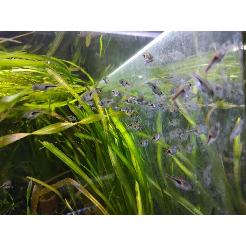 Rasbora hengeli untuk aquascape aquarium