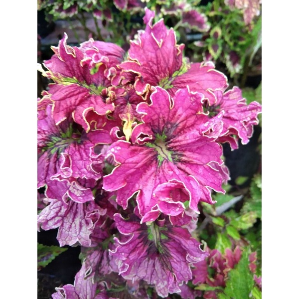 Bunga miana premium berakar