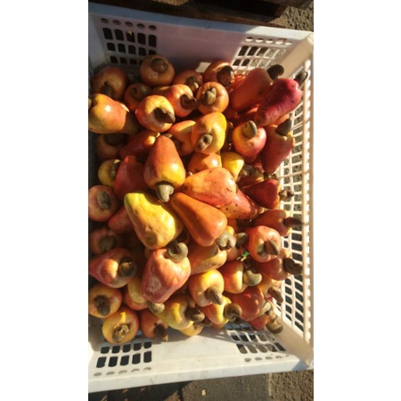 

buahmede/buahmoneng