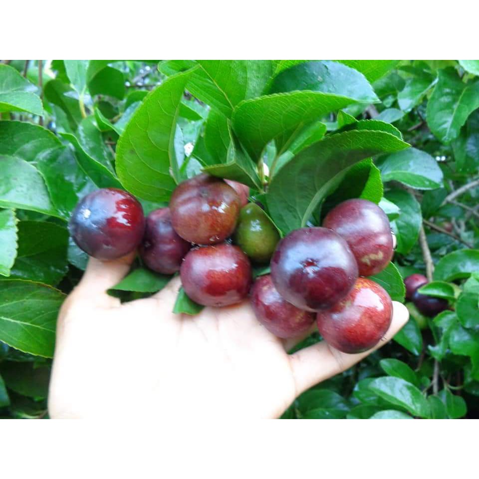 Bibit Buah Plum Manila