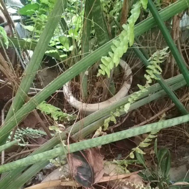 Bibit Durian Musangking Kaki3 Terlaris