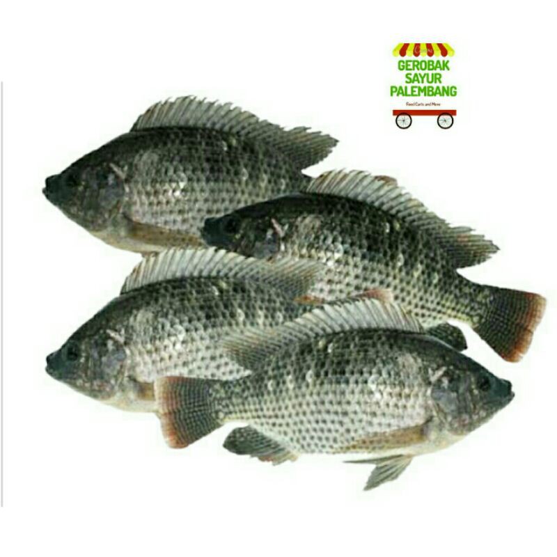 

Ikan Nila Mujair per kilogram - Gerobak Sayur Palembang
