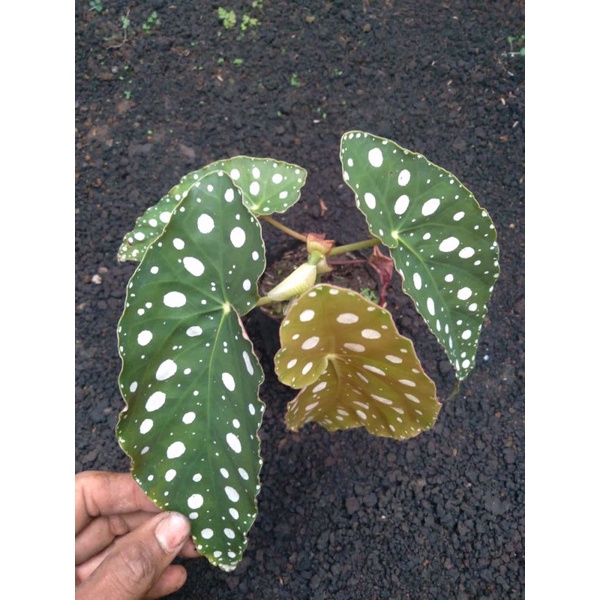 begonia polkadot asli