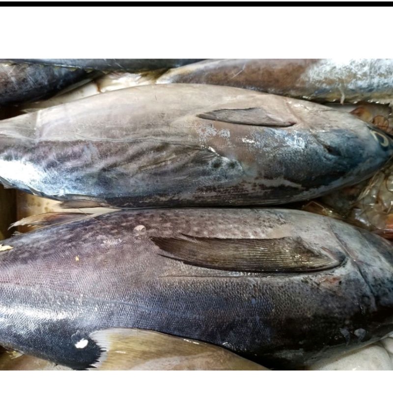 

ikan tongkol fresh 1kg