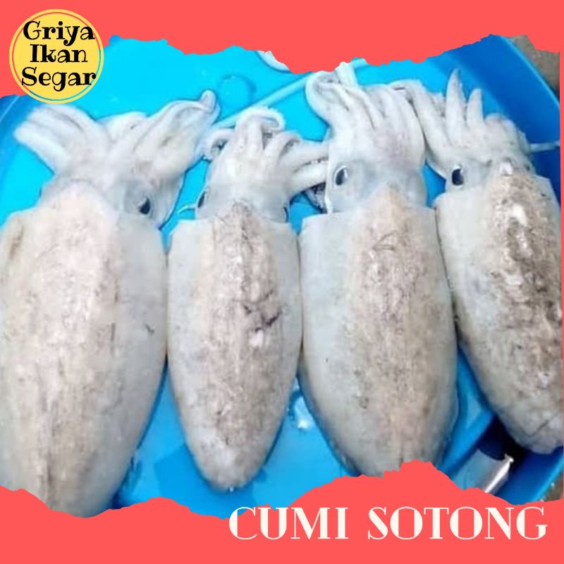 

CUMI SOTONG ukuran Sedang