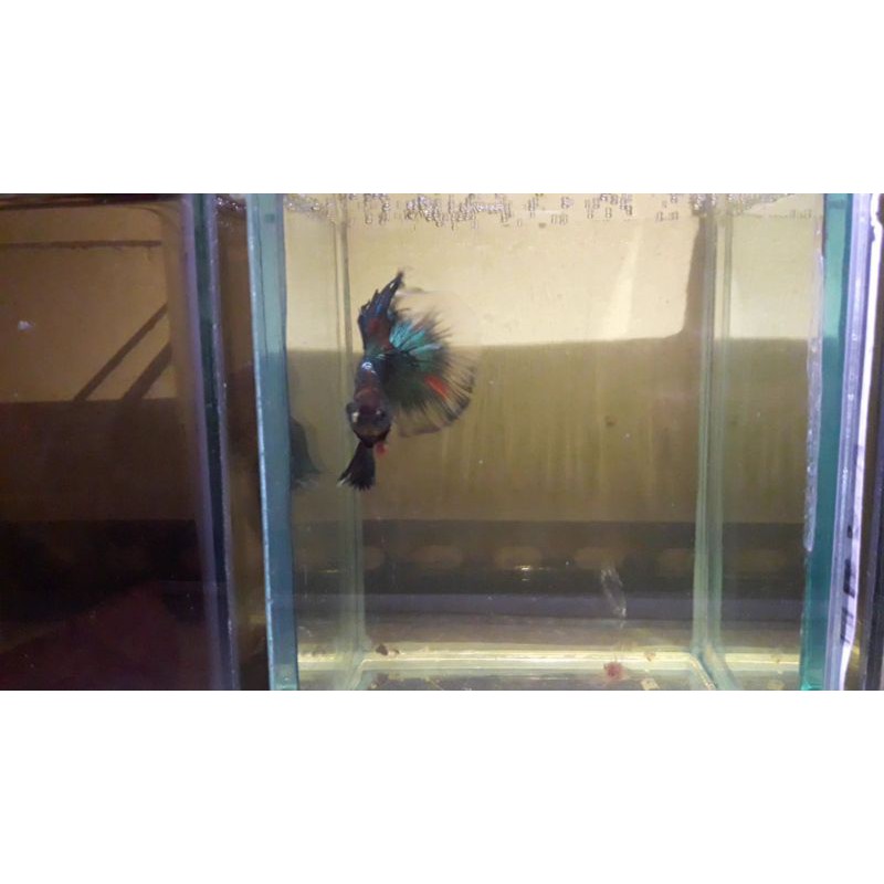 HALFMOON KOI (Bbl x nemo cooper)