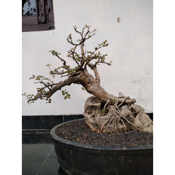 bonsai ileng ileng ontherock