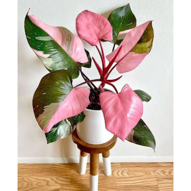 Bibit/Batang Bonggol Philodendron Pink Princess