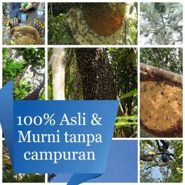 

Madu hutan asli Baduy