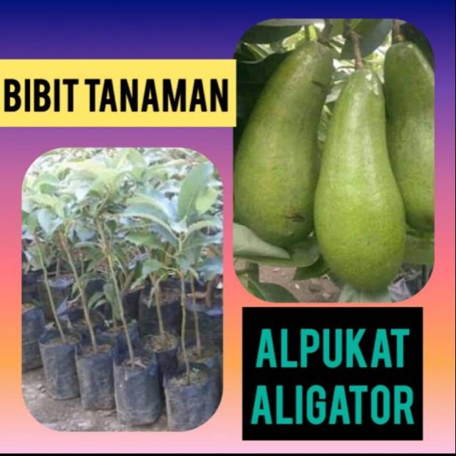 Bibit Alpukat Aligator / Aligator
