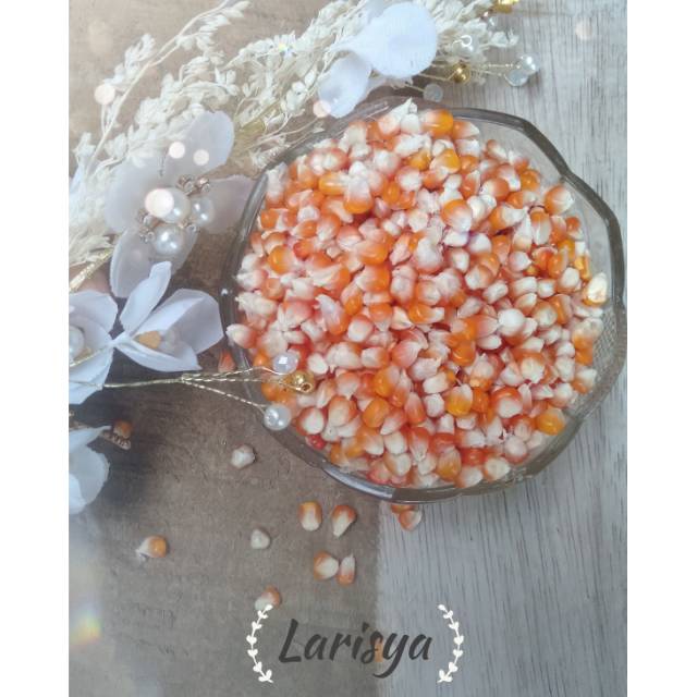 Jagung kristal pakan burung merpati dara