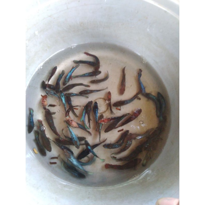 

ikancupang