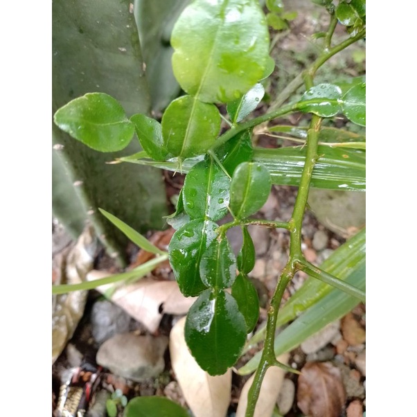 

daun jeruk purut bumbu 100gram