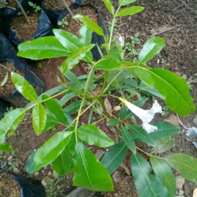 Bibit tanaman tabebuya-pohon tabebuya-tanaman tabebuya