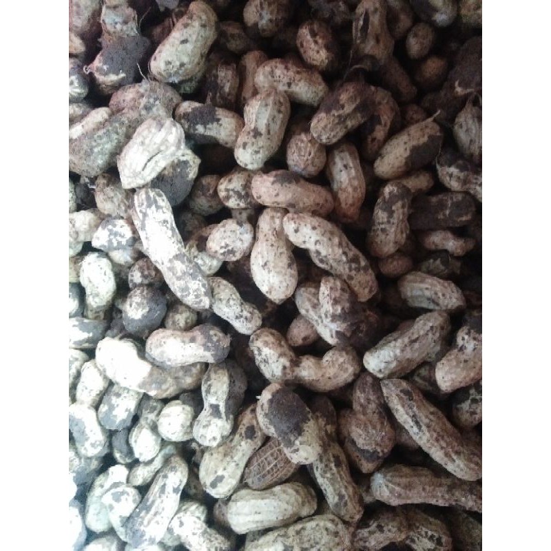 

KACANG TANAH KULIT MENTAH 500g
