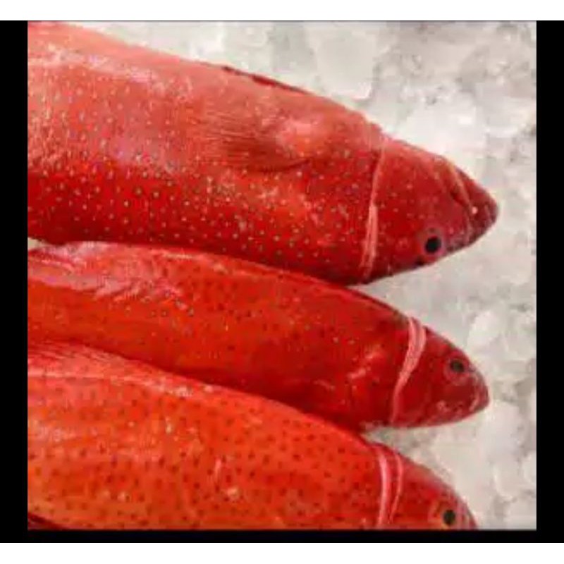 

IKAN KRAPU segar
