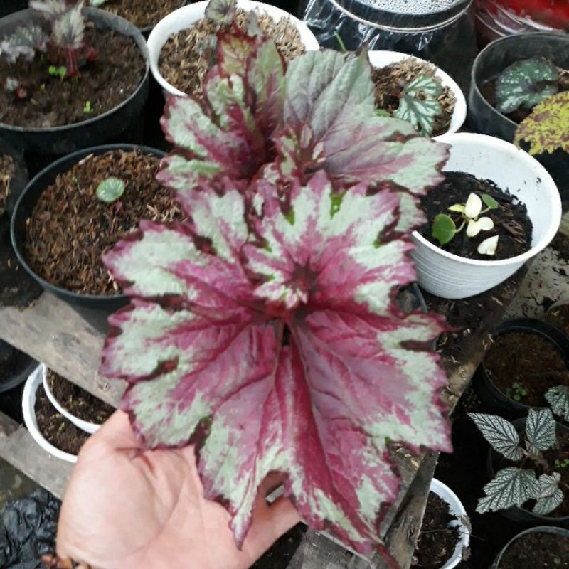 begonia keong pink/tapak dewa dewasa
