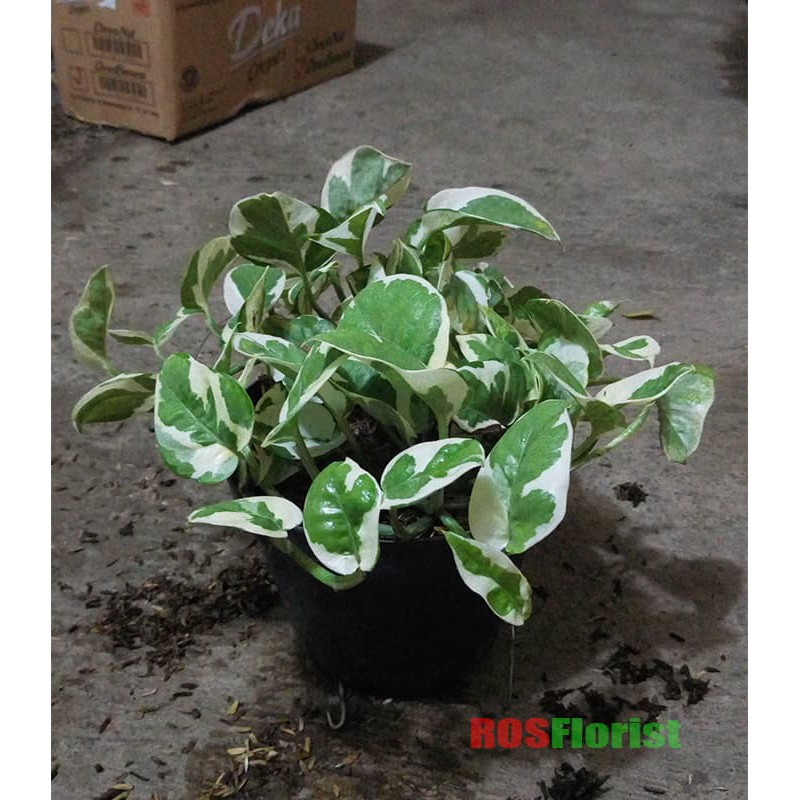 Bibit Tanaman Sirih Varigata Putih