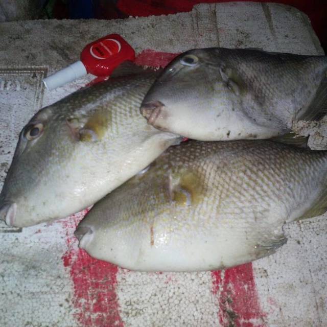 Ikan Etong Ayam Ayam Perekor Shopee Indonesia