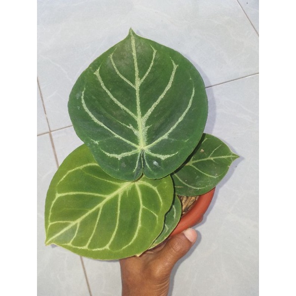 anturium kuping gajah