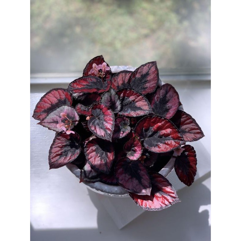 begonia red pita jumbo