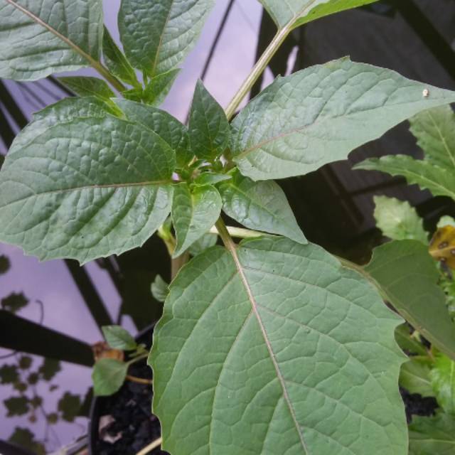 Ceplukan ~Ciplukan minim order 4pohon @ satuan