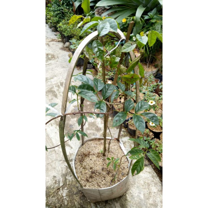 bibit tanaman hias tecomanthe dendrophila