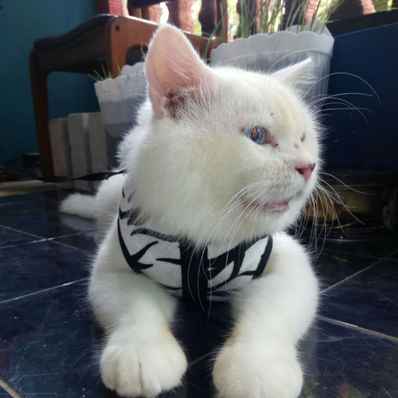 baju tuntutan kucing