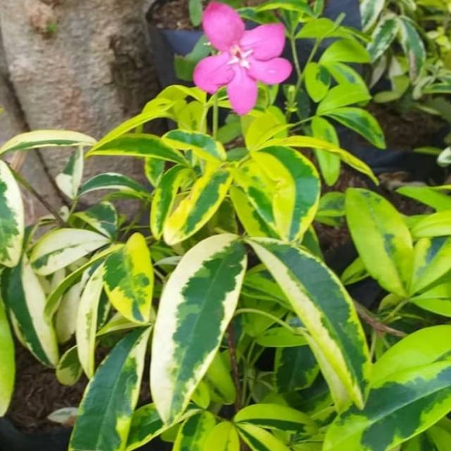Bunga lepania ) benih herbal / hiasan taman
