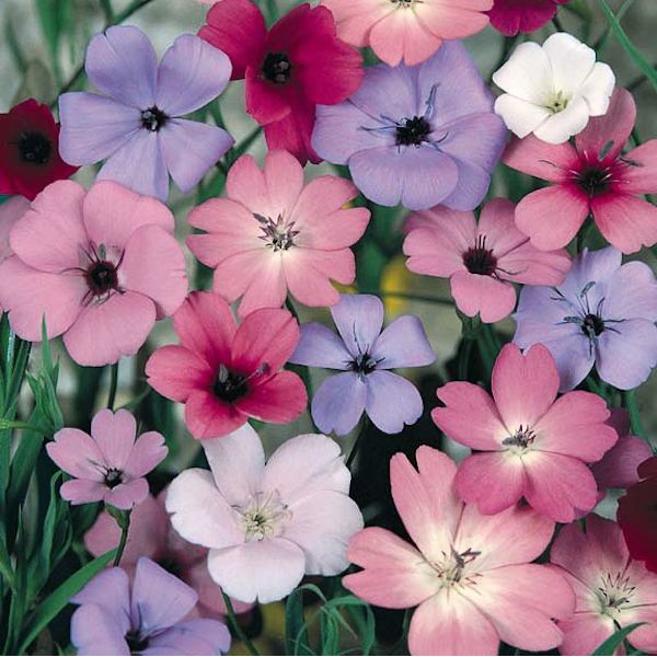 4 benih bunga vinca mix color F1 bibit tanaman import UK | Shopee Indonesia