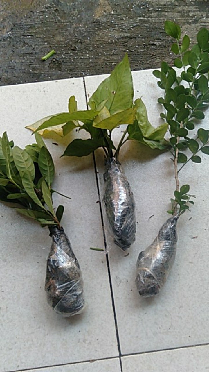 Tanaman Hias Bunga Asoka Jepang