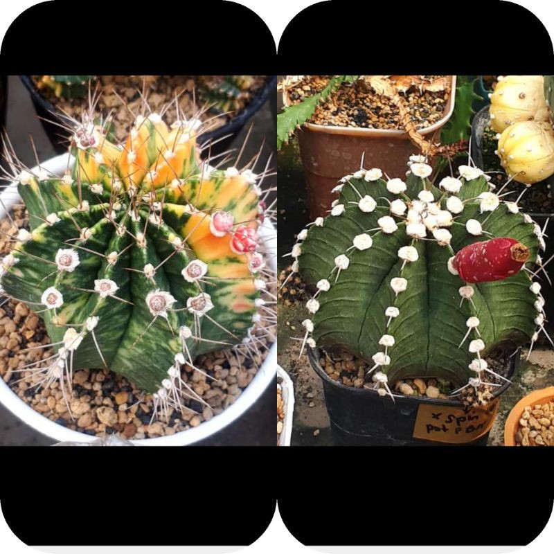 biji / benih kaktus gymno item koleksi 100+seed