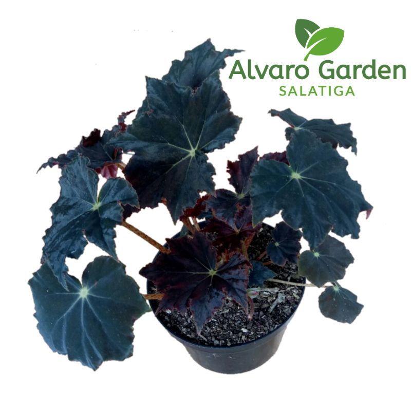 begonia black velvet