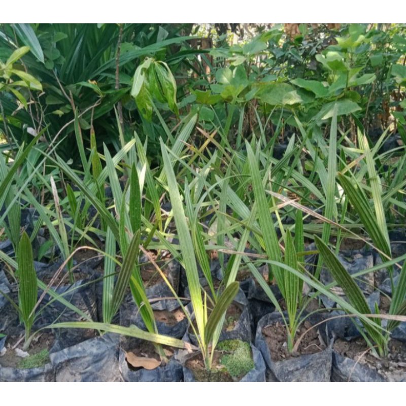 bibit pohon kurma ajwa