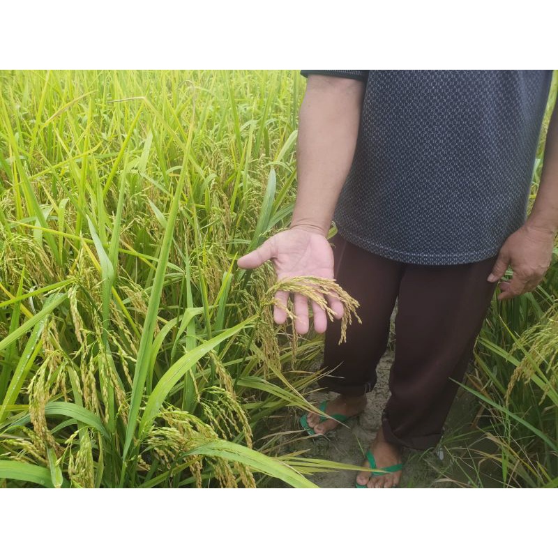 PUPUK ORGANIK CAIR ORIGINAL WONG AGRO 1000 ML ASLI TANPA BAHAN KIMIA