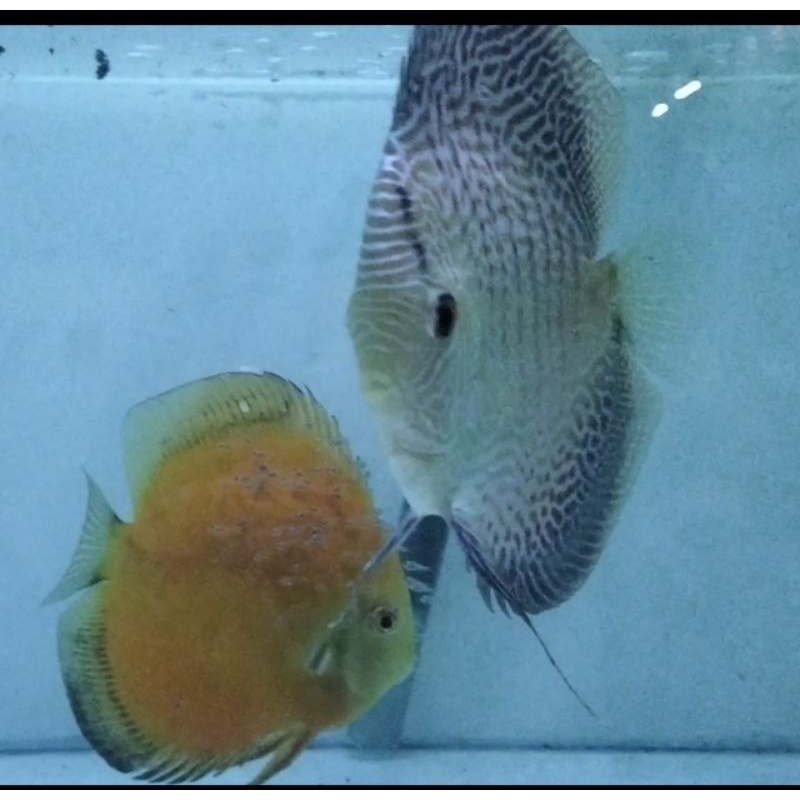 Pair Indukan Ikan Discus Line Snakeskin jantan 4,3 in x red valentine 4 in