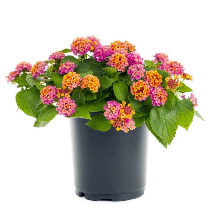 Lantana Camara Tembelekan Orange Pink Bibit Pohon Berakar Bonsai 2030