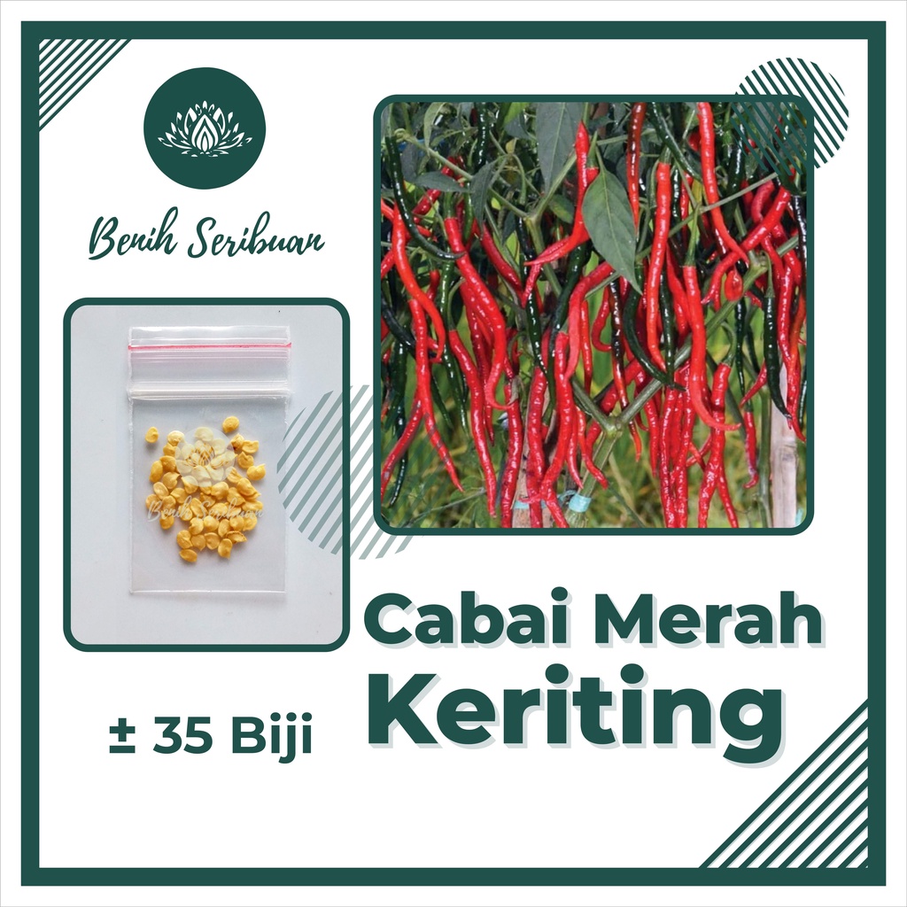 BS-BYL Bibit Cabe Konsumsi Benih Sayuran Cabai Rawit Merah Setan Sayur Unggul Cabe Setan ORI 212 Besar Hijau Keriting Shypoon Orion Viral dll-CABE MERAH KERITING