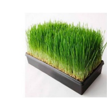 PAKET LENGKAP RUMPUT KUCING (MEDIA+POT+BENIH)/CAT GRASS