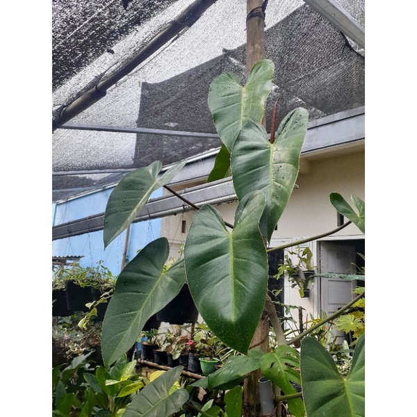 tanaman hias philo green emerald